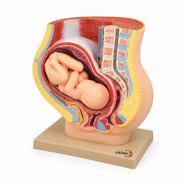 Human Baby In Uterus Model